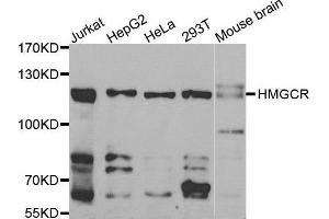 Western blot analysis of extracts of various cell lines, using HMGCR antibody. (HMGCR 抗体  (AA 629-888))
