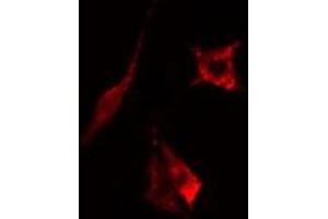ABIN6275187 staining  293 cells by IF/ICC. (HLA-DOB 抗体)