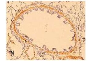 Immunohistochemistry (IHC) image for anti-Defensin, beta 103A (DEFB103A) (AA 6-22) antibody (ABIN192003) (DEFB103A 抗体  (AA 6-22))