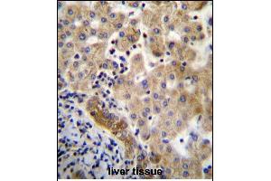 LIN7C Antibdy (C-term) (ABIN656734 and ABIN2845958) immunohistochemistry analysis in formalin fixed and paraffin embedded human liver tissue followed by peroxidase conjugation of the secondary antibody and DAB staining. (LIN7C 抗体  (C-Term))