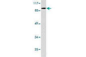 Western blot analysis of HepG2 cell lysate with TOP3B polyclonal antibody . (TOP3B 抗体)