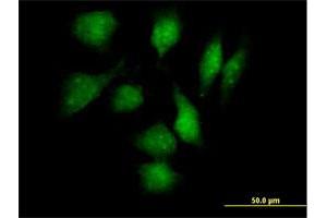 Immunofluorescence of purified MaxPab antibody to TXNDC3 on HeLa cell. (TXNDC3/NME8 抗体  (AA 1-588))
