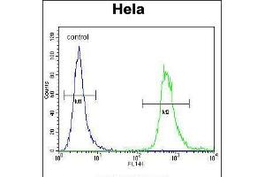 Flow cytometric analysis of Hela cells (right histogram) compared to a negative control cell (left histogram). (WDR3 抗体  (N-Term))