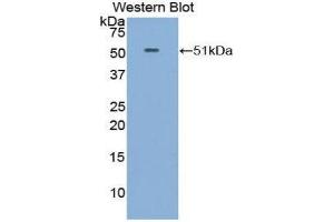 Western Blotting (WB) image for anti-Fibroblast Growth Factor 6 (FGF6) (AA 41-208) antibody (ABIN1858875) (FGF6 抗体  (AA 41-208))