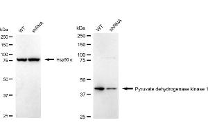 Western blotting analysis using Pyruvate dehydrogenase kinsae 1 antibody (ABIN7800082). (Recombinant PDK1 抗体)