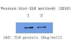 Western Blotting (WB) image for anti-Interleukin 6 (IL6) antibody (ABIN1107854) (IL-6 抗体)