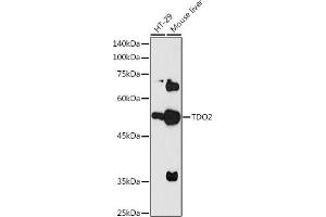 Western blot analysis of extracts of various cell lines, using TDO2 antibody (ABIN6130852, ABIN6148968, ABIN6148970 and ABIN6217083) at 1:1000 dilution. (TDO2 抗体  (AA 21-260))