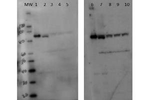 Western Blot of Rabbit anti-Setdb2 antibody. (SETDB2 抗体)