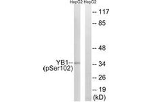 Western blot analysis of extracts from HepG2 cells treated with PMA 125ng/ml 15', using YB1 (Phospho-Ser102) Antibody. (YBX1 抗体  (pSer102))