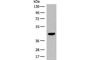 Western blot analysis of Human fetal brain tissue lysate using S1PR5 Polyclonal Antibody at dilution of 1:200 (S1PR5 抗体)