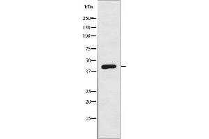 Western blot analysis of extracts from COLO205 cells, using MAEA antibody. (MAEA 抗体  (Internal Region))