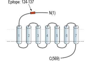 anti-G Protein-Coupled Receptor 108 (GPR108) (AA 124-137), (Extracellular), (N-Term) antibody
