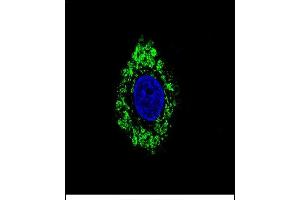 Confocal immunofluorescent analysis of DVL1 Antibody (Center) (ABIN656260 and ABIN2845574) with HepG2 cell followed by Alexa Fluor 488-conjugated goat anti-rabbit lgG (green). (DVL1 抗体  (AA 442-470))
