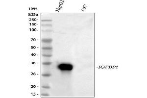 Western blot analysis of IGFBP1 using anti-IGFBP1 antibody (ABIN3043191).