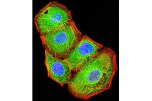 Immunofluorescence analysis of Hela cells using BTN2A2 mouse mAb (green). (BTN2A2 抗体  (AA 57-237))