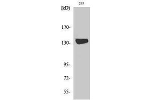 Western Blotting (WB) image for anti-Diacylglycerol Kinase, iota (DGKI) (C-Term) antibody (ABIN3180576) (DGKI 抗体  (C-Term))