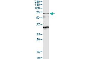 Immunoprecipitation of CDC45L transfected lysate using anti-CDC45L MaxPab rabbit polyclonal antibody and Protein A Magnetic Bead , and immunoblotted with CDC45L purified MaxPab mouse polyclonal antibody (B01P) . (CDC45 抗体  (AA 1-566))