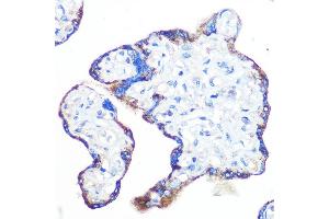 Immunohistochemistry of paraffin-embedded human placenta using Epac1/R Rabbit mAb (ABIN7269850) at dilution of 1:100 (40x lens). (RAPGEF3 抗体)