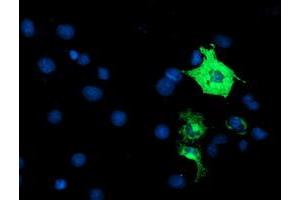 Immunofluorescence (IF) image for anti-Anaphase Promoting Complex Subunit 2 (ANAPC2) antibody (ABIN1496637) (ANAPC2 抗体)