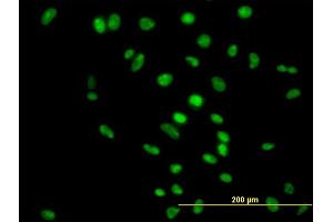 Immunofluorescence of purified MaxPab antibody to APEX1 on HeLa cell. (APEX1 抗体  (AA 1-318))