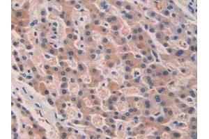 Immunohistochemistry (IHC) image for anti-Septin 5 (SEPT5) (AA 77-323) antibody (ABIN7436156)