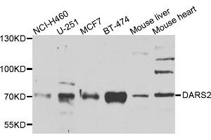 Western blot analysis of extracts of various cell lines, using DARS2 antibody. (DARS2 抗体)