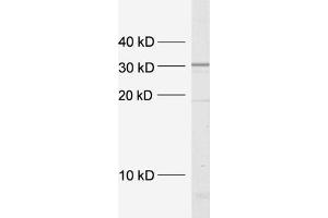dilution: 1 : 5000, sample: crude synaptosomal fraction of rat brain (P2) (Syntaxin 4 抗体  (Cytoplasmic Domain))