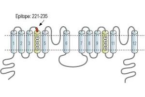 Representative domain view of the target of ABIN7043871.