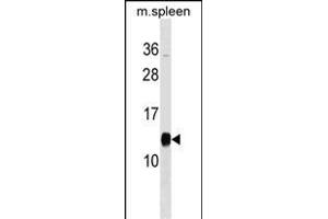 PFDN1 Antibody (C-term) (ABIN1537628 and ABIN2849009) western blot analysis in mouse spleen tissue lysates (35 μg/lane). (PFDN1 抗体  (C-Term))