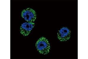 Immunofluorescence (IF) image for anti-Chemokine (C-C Motif) Receptor 7 (CCR7) (AA 11-37) antibody (ABIN3030497)