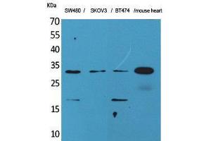 Western Blotting (WB) image for anti-Fibroblast Growth Factor 18 (FGF18) (C-Term) antibody (ABIN3178212) (FGF18 抗体  (C-Term))
