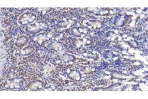 Detection of ERLIN2 in Human Small intestine Tissue using Monoclonal Antibody to Endoplasmic Reticulum Lipid Raft Associated Protein 2 (ERLIN2) (ERLIN2 抗体  (AA 47-339))