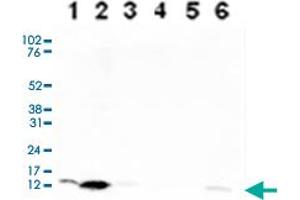 Western Blot analysis of (1) 25 ug whole cell extracts of Hela cells, (2) 15 ug histone extracts of Hela cells, (3) 1 ug of recombinant histone H2A, (4) 1 ug of recombinant histone H2B, (5) 1 ug of recombinant histone H3, (6) 1 ug of recombinant histone H4. (HIST1H4A 抗体  (acLys5))
