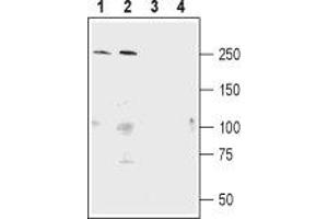 Western Blotting (WB) image for anti-SH3 and Multiple Ankyrin Repeat Domains 1 (SHANK1) (AA 614-628), (Intracellular) antibody (ABIN7043626)