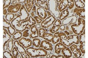 ABIN6278884 at 1/100 staining Mouse kidney tissue by IHC-P. (IFNA5 抗体)