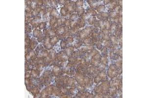 Immunohistochemical staining of human pancreas with RPS24 polyclonal antibody  shows moderate cytoplasmic positivity in exocrine glandular cells.