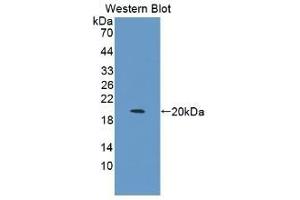 Detection of Recombinant IL1b, Canine using Monoclonal Antibody to Interleukin 1 Beta (IL1b) (IL-1 beta 抗体  (AA 103-260))