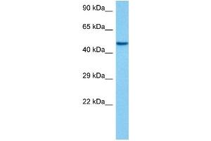 Host:  Mouse  Target Name:  EEF1A1  Sample Tissue:  Mouse Pancreas  Antibody Dilution:  1ug/ml (eEF1A1 抗体  (C-Term))