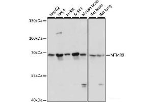 Western blot analysis of extracts of various cell lines using MTMR9 Polyclonal Antibody at dilution of 1:3000. (MTMR9 抗体)