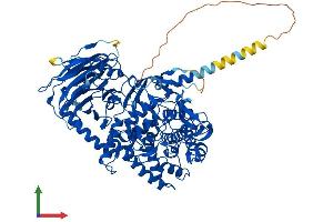 Protein Structure (PS) image for Mannosyl-Oligosaccharide Glucosidase (MOGS) (AA 1-834) protein (His tag) (ABIN7558336)