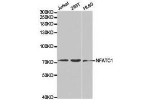 Western Blotting (WB) image for anti-Nuclear Factor of Activated T-Cells, Cytoplasmic, Calcineurin-Dependent 1 (NFATC1) antibody (ABIN1873889) (NFATC1 抗体)