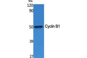 Western Blot (WB) analysis of specific cells using Cyclin B1 Polyclonal Antibody.