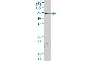 PCK2 MaxPab polyclonal antibody. (PEPCK 抗体  (AA 1-640))