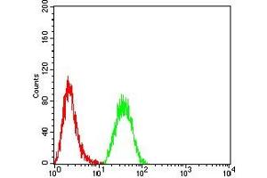 Flow cytometric analysis of Hela cells using NR2C2 mouse mAb (green) and negative control (red). (TR4 抗体  (AA 62-356))