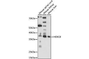 Western blot analysis of extracts of various cell lines, using HOXC8 antibody (ABIN6291156) at 1:1000 dilution. (HOXC8 抗体)