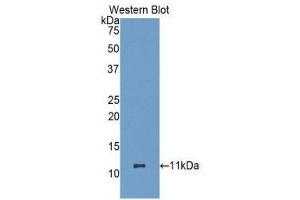 Western Blotting (WB) image for anti-Heat Shock 70kDa Protein 8 (HSPA8) (AA 534-615) antibody (ABIN1078119) (Hsc70 抗体  (AA 534-615))