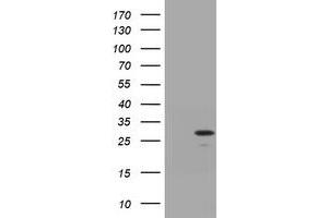 Image no. 1 for anti-Trafficking Protein Particle Complex 4 (TRAPPC4) antibody (ABIN1501266) (TRAPPC4 抗体)