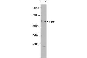 Western blot analysis of extracts of SKOV3 cells, using MSH4 antibody (ABIN6290600) at 1:1000 dilution. (MSH4 抗体)