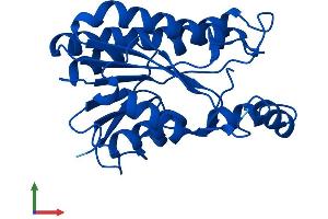 Protein Structure (PS) image for 3-hydroxybutyrate Dehydrogenase, Type 2 (BDH2) (AA 1-245) protein (His tag) (ABIN7552732)