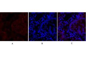 Immunofluorescence analysis of rat lung tissue.